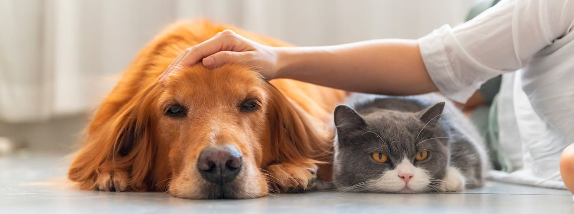 Why should we care about companion animal health?