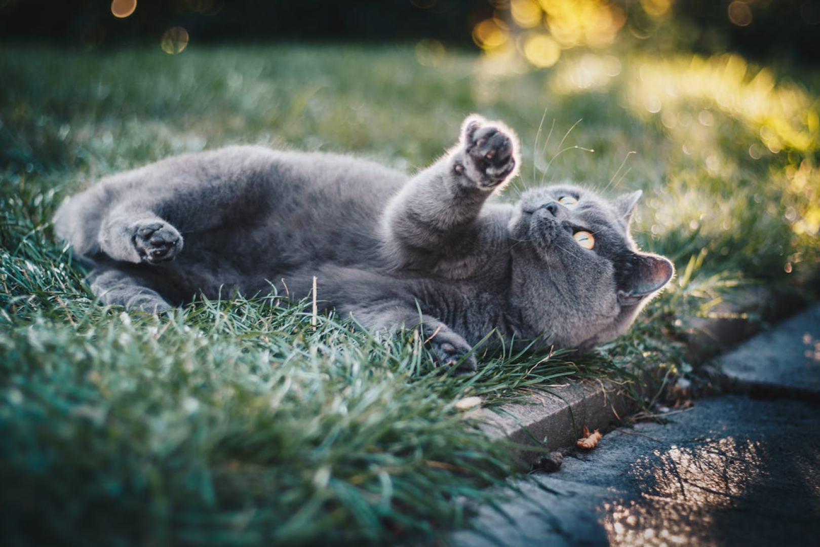 WSAVA Guideline